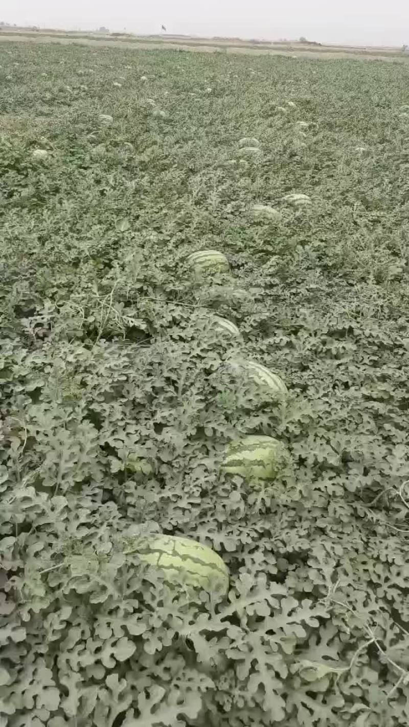西瓜