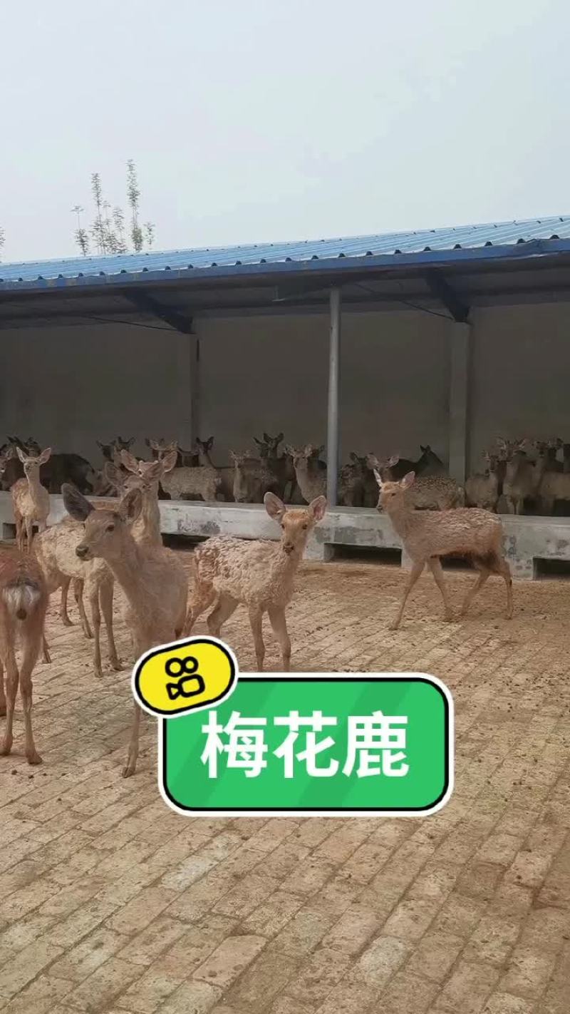 鹿苗亲人梅花鹿苗性格温顺亲人可爱浑身梅花