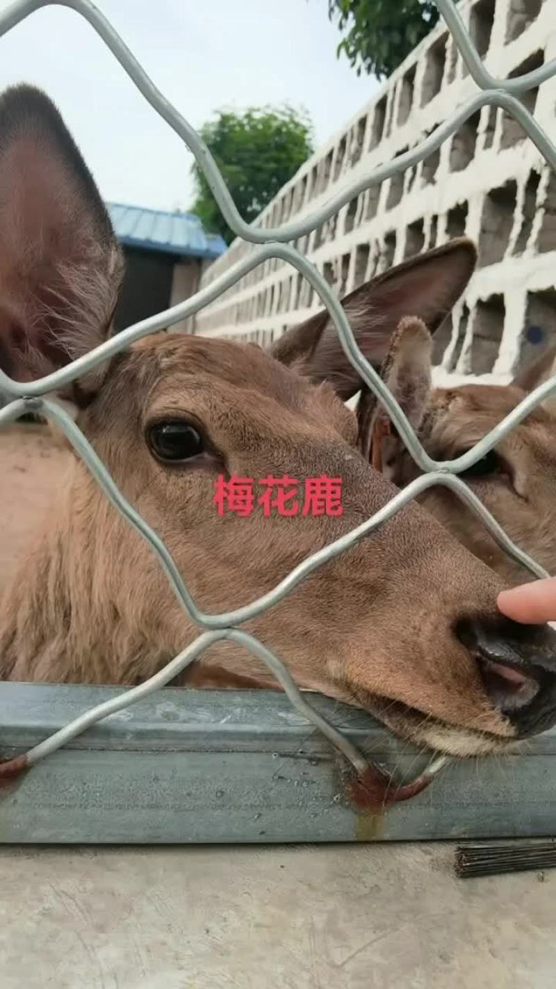 鹿苗亲人梅花鹿苗性格温顺亲人可爱浑身梅花