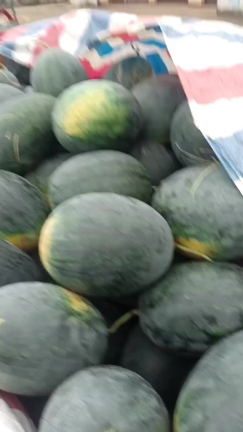 大量供应黑美人西瓜