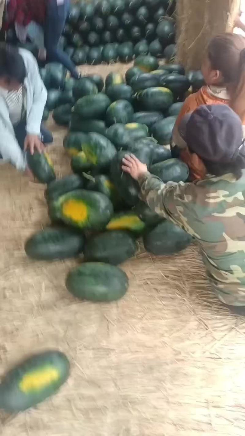 大量供应黑美人西瓜