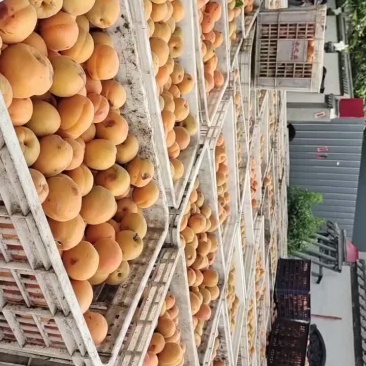 杏金太阳