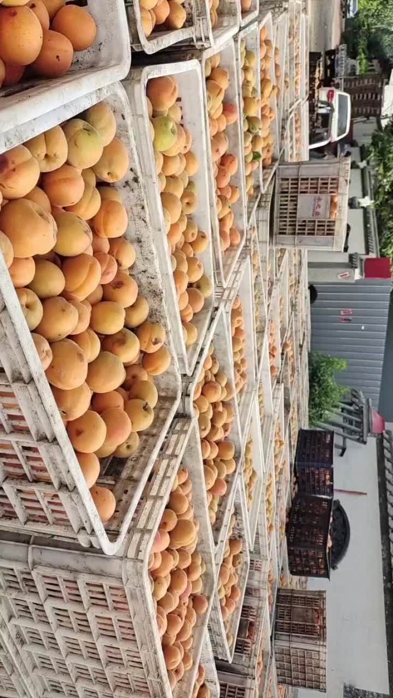杏金太阳