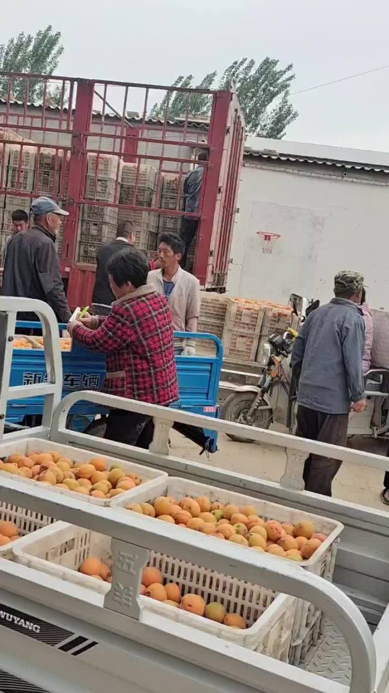 杏金太阳