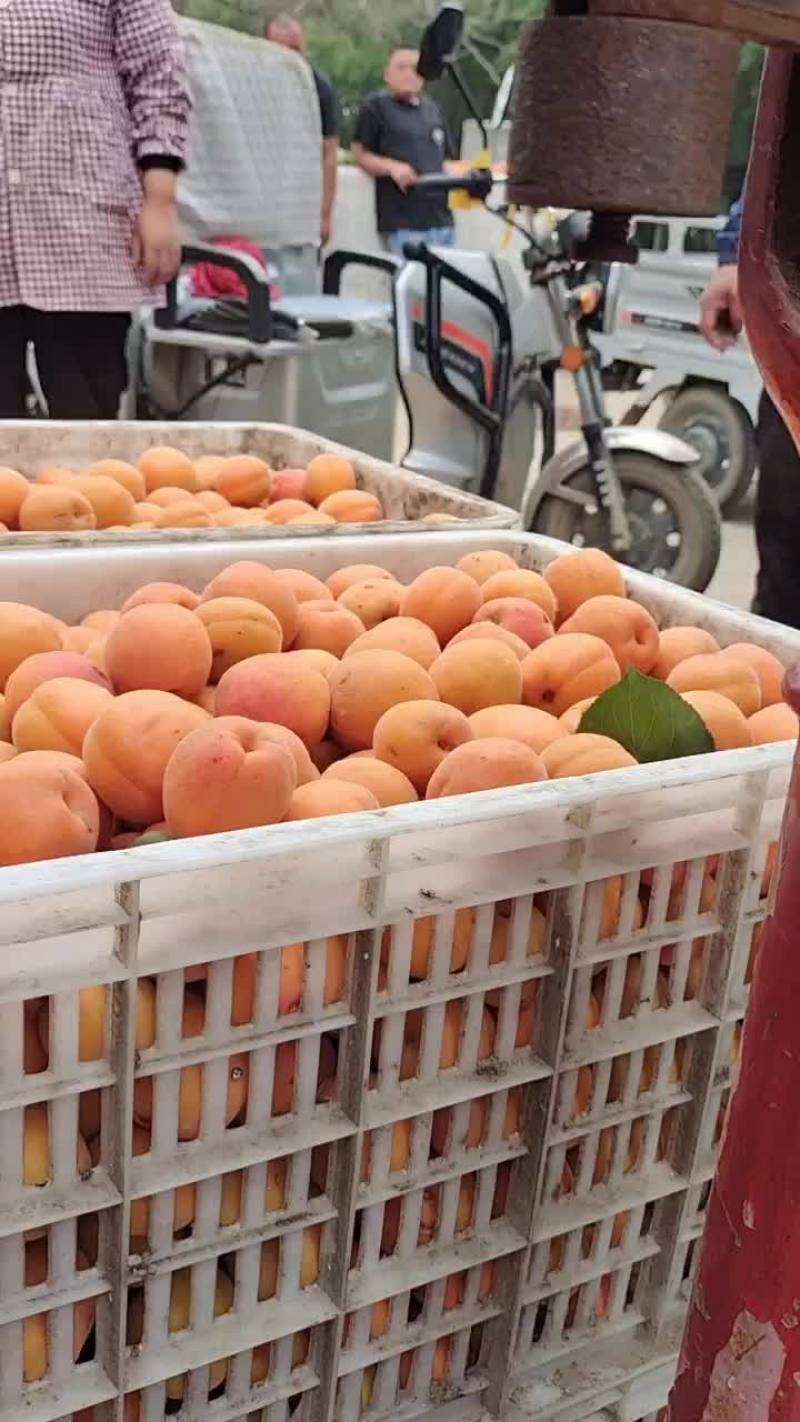 杏金太阳