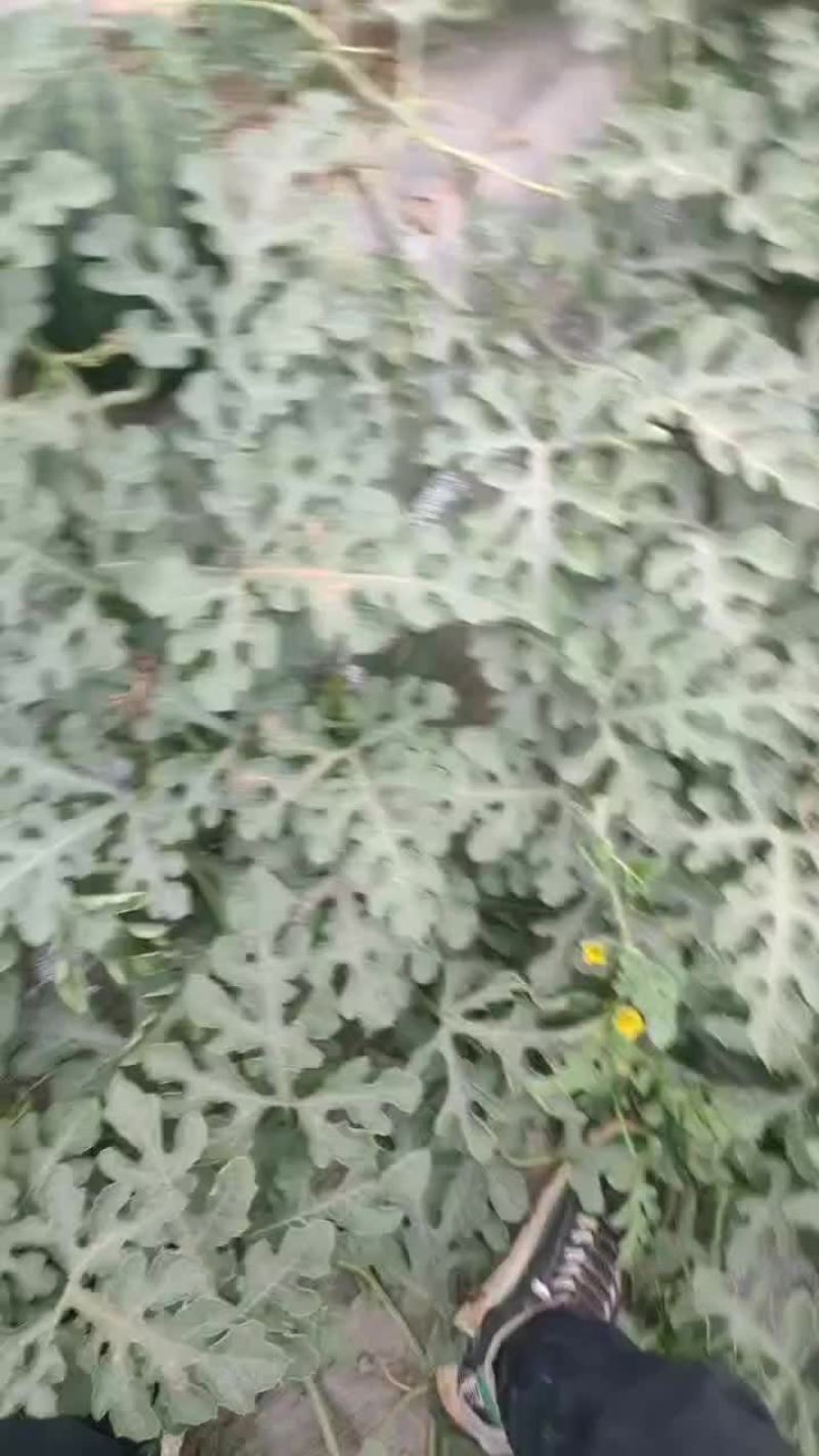 慕田家宝西瓜