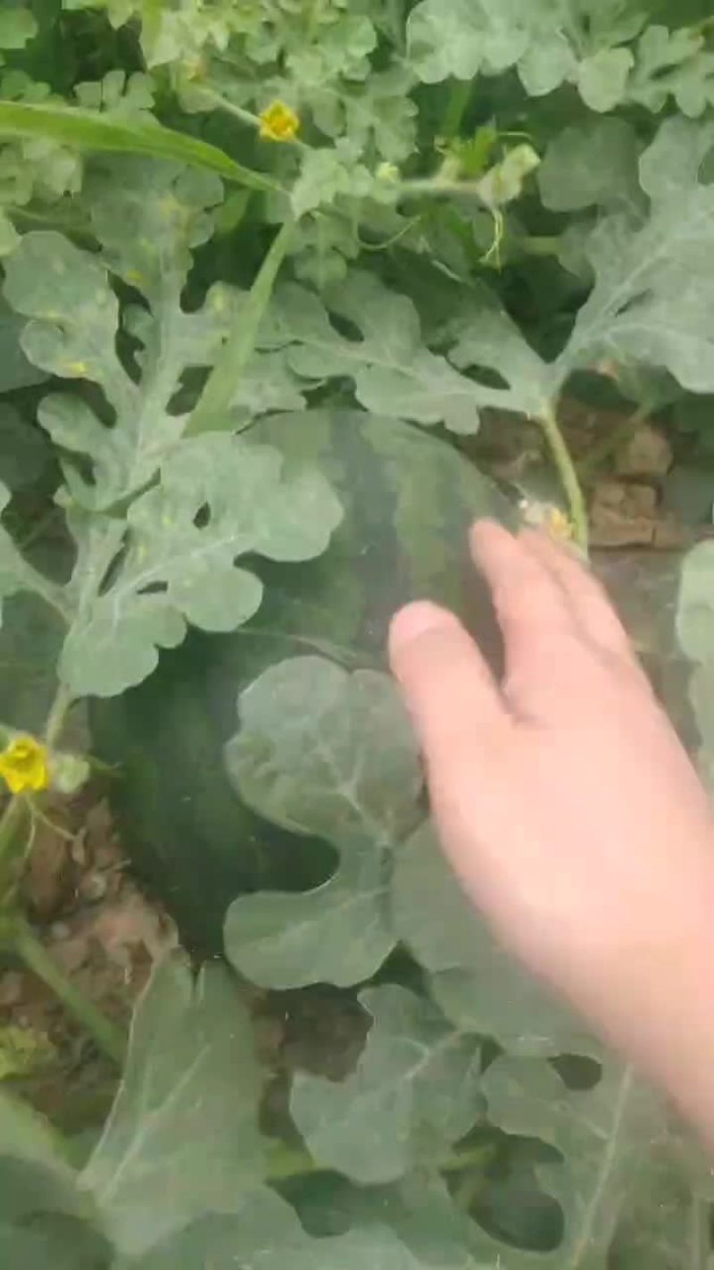慕田家宝西瓜