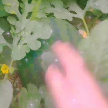 慕田家宝西瓜