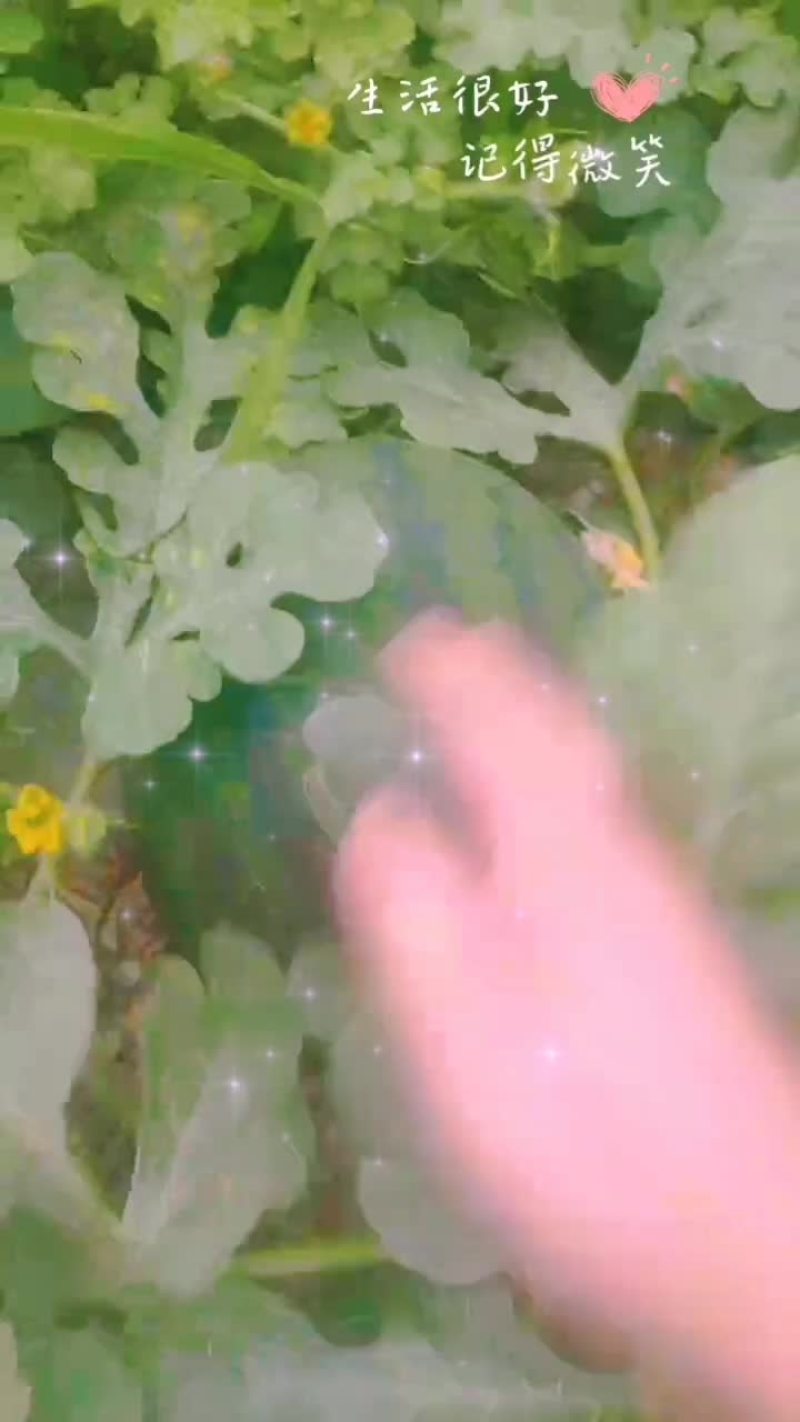 慕田家宝西瓜
