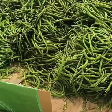 线椒