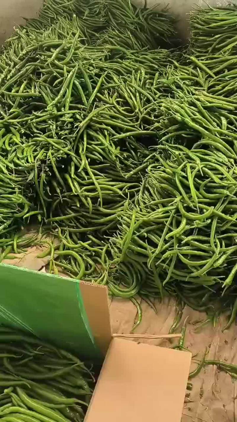 线椒