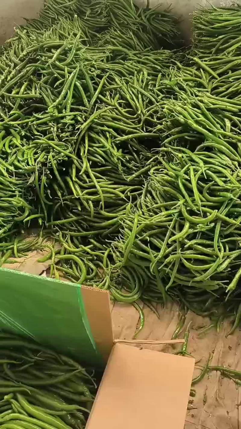 线椒