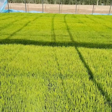 农家大米