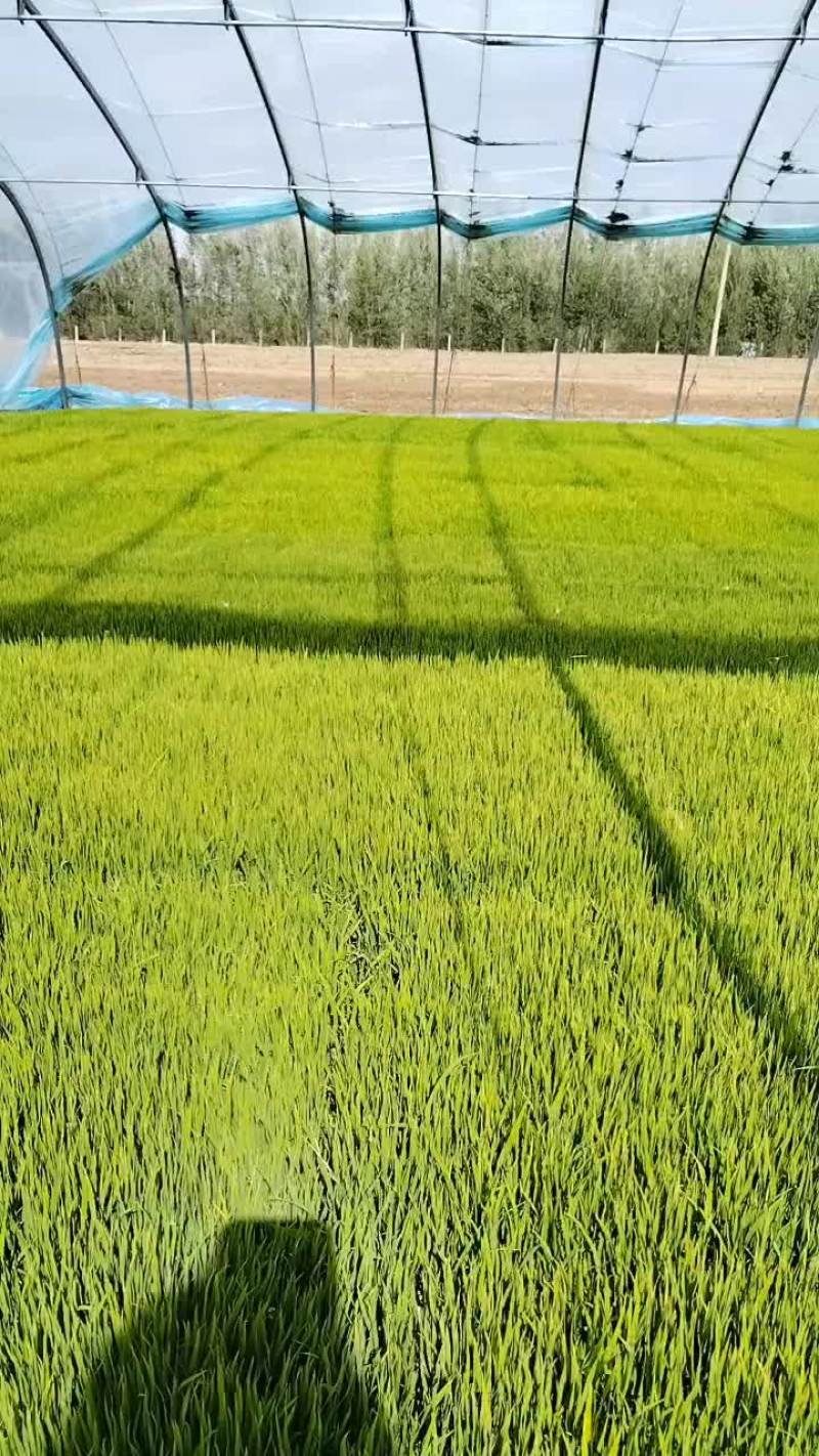 农家大米