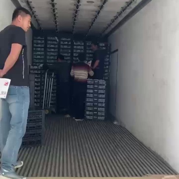 红梅大量上市，有做奶茶，冷饮，果汁的联系大量有货