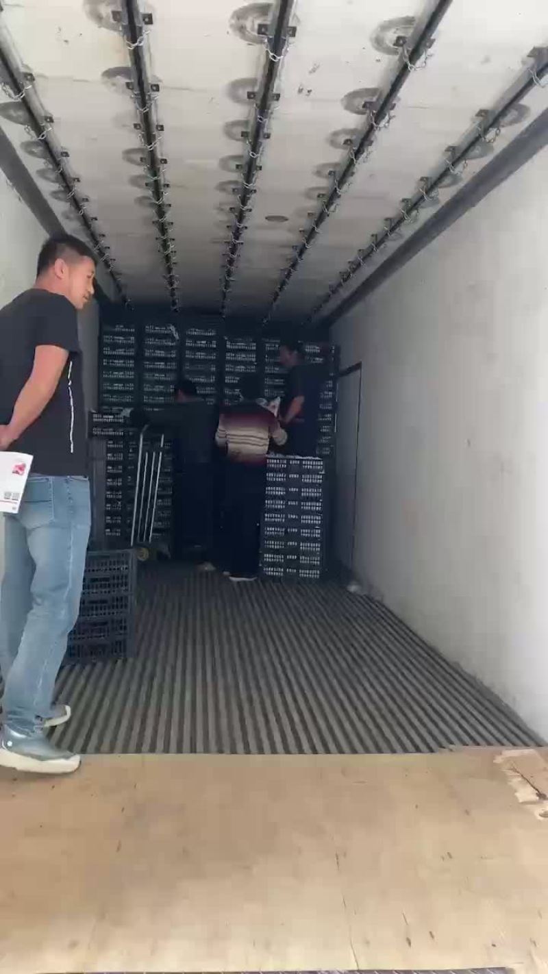 红梅大量上市，有做奶茶，冷饮，果汁的联系大量有货