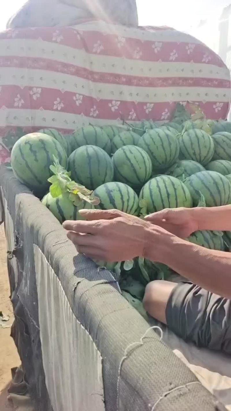 京欣西瓜