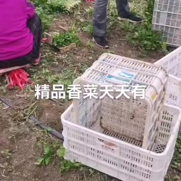 精品香菜
