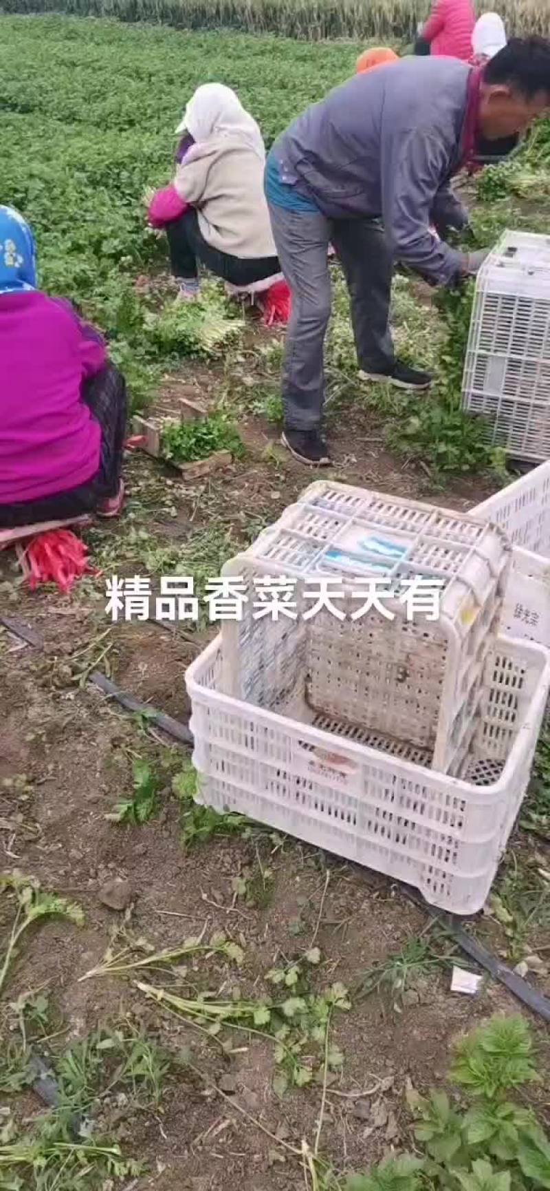 精品香菜
