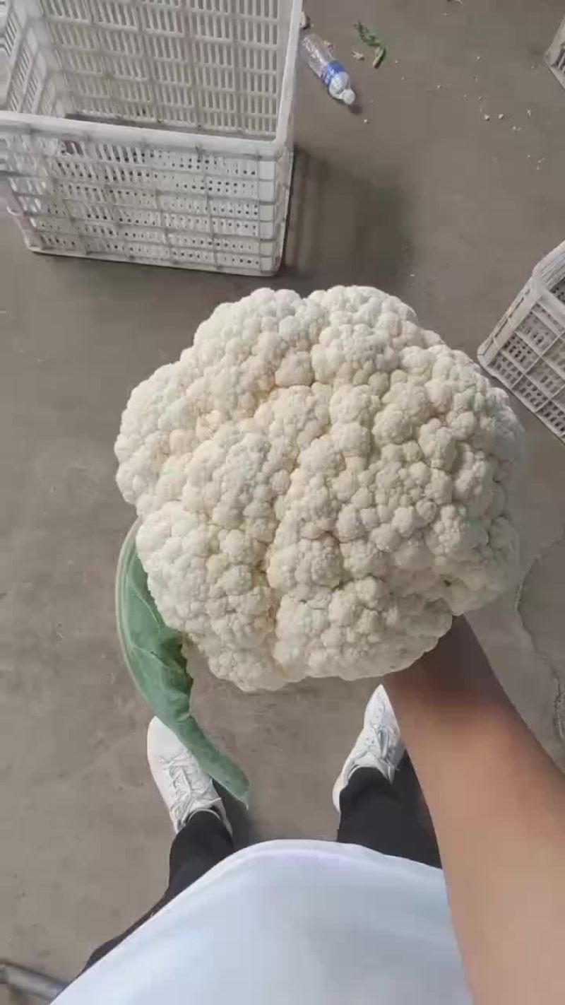 松花土米