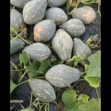 香芋南瓜
