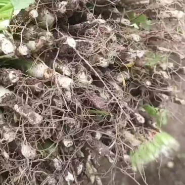 精品铁杆青