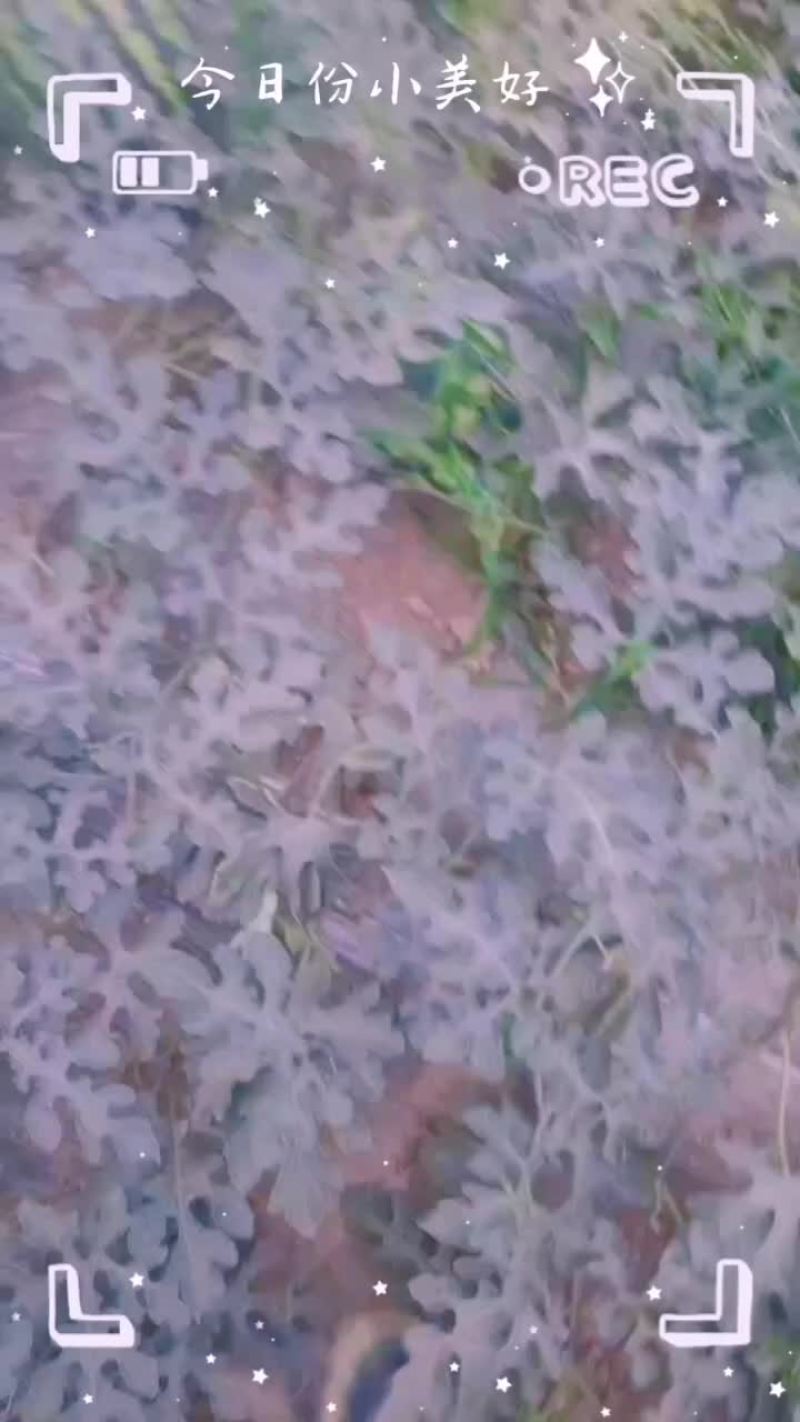 精品4K