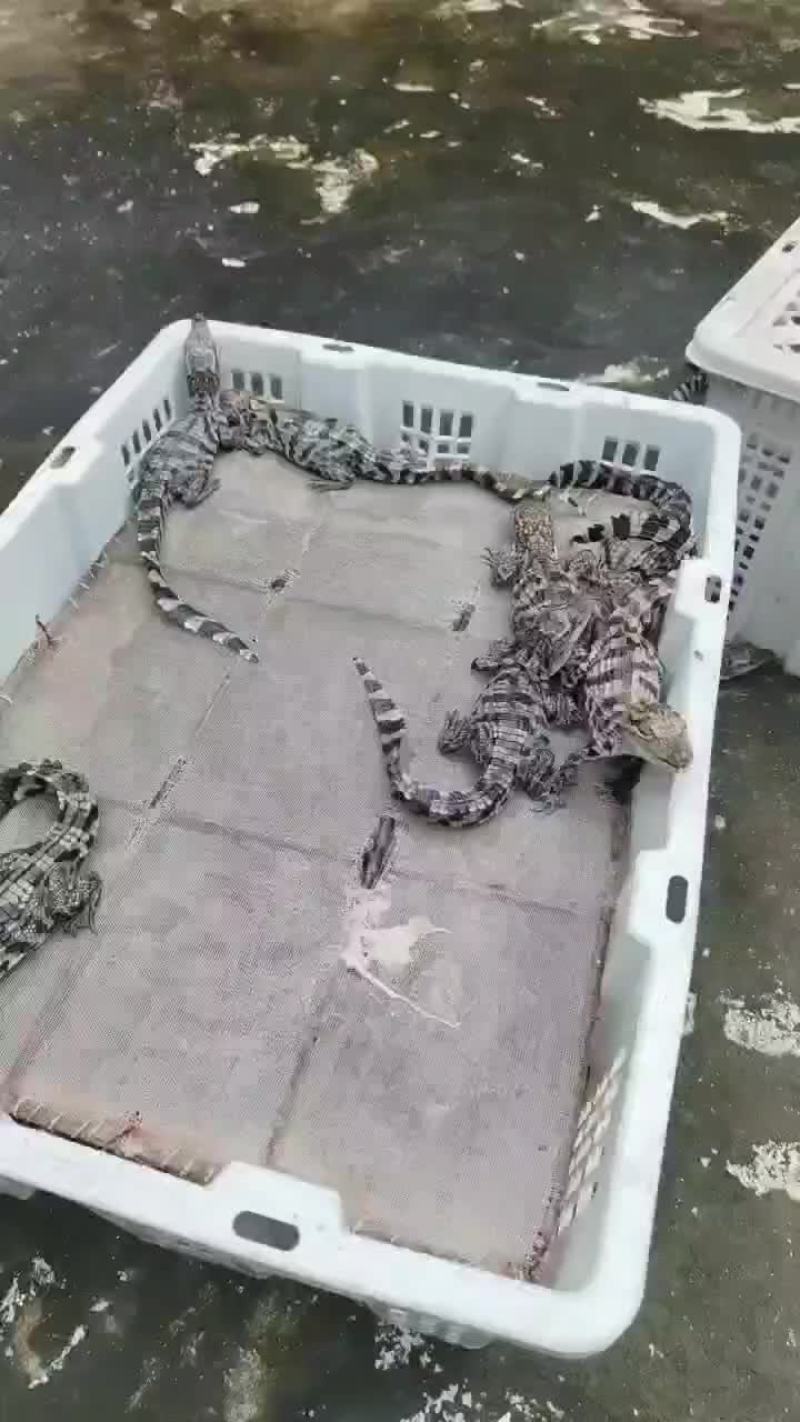 泰鳄头苗