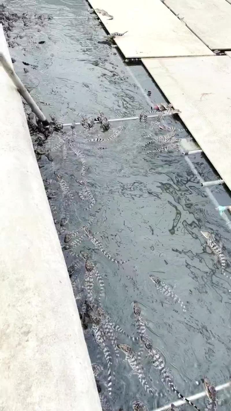 泰鳄头苗