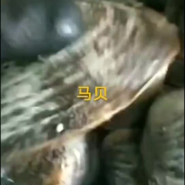 马贝