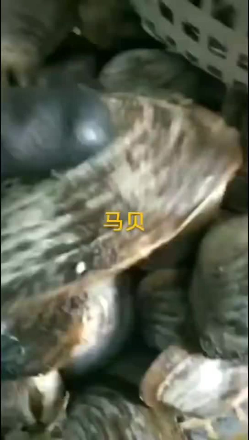 马贝