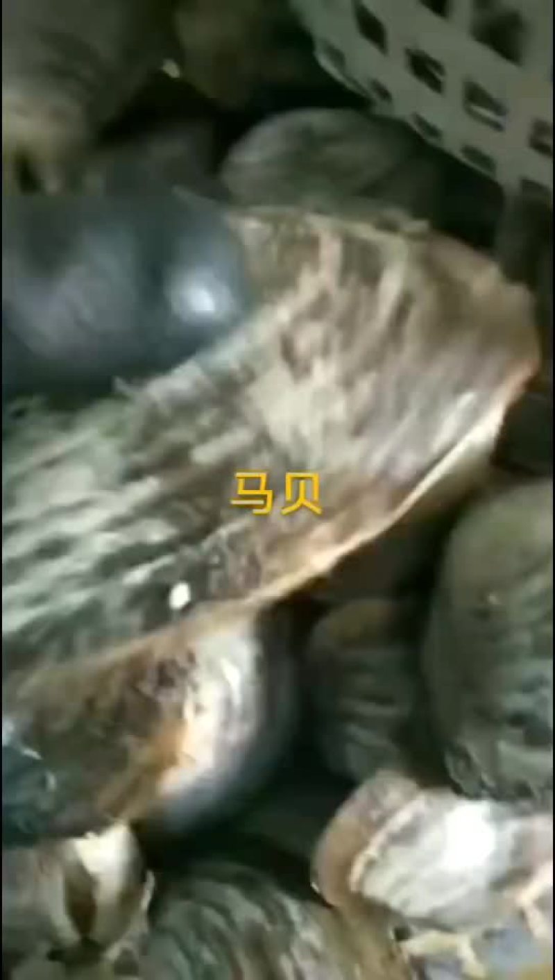 马贝