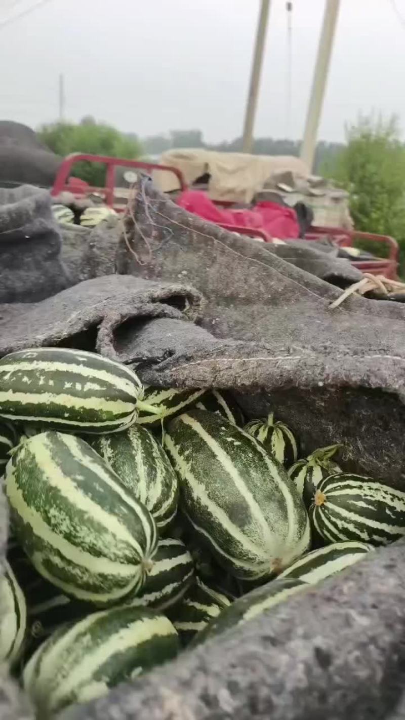 博洋甜瓜几毛钱了