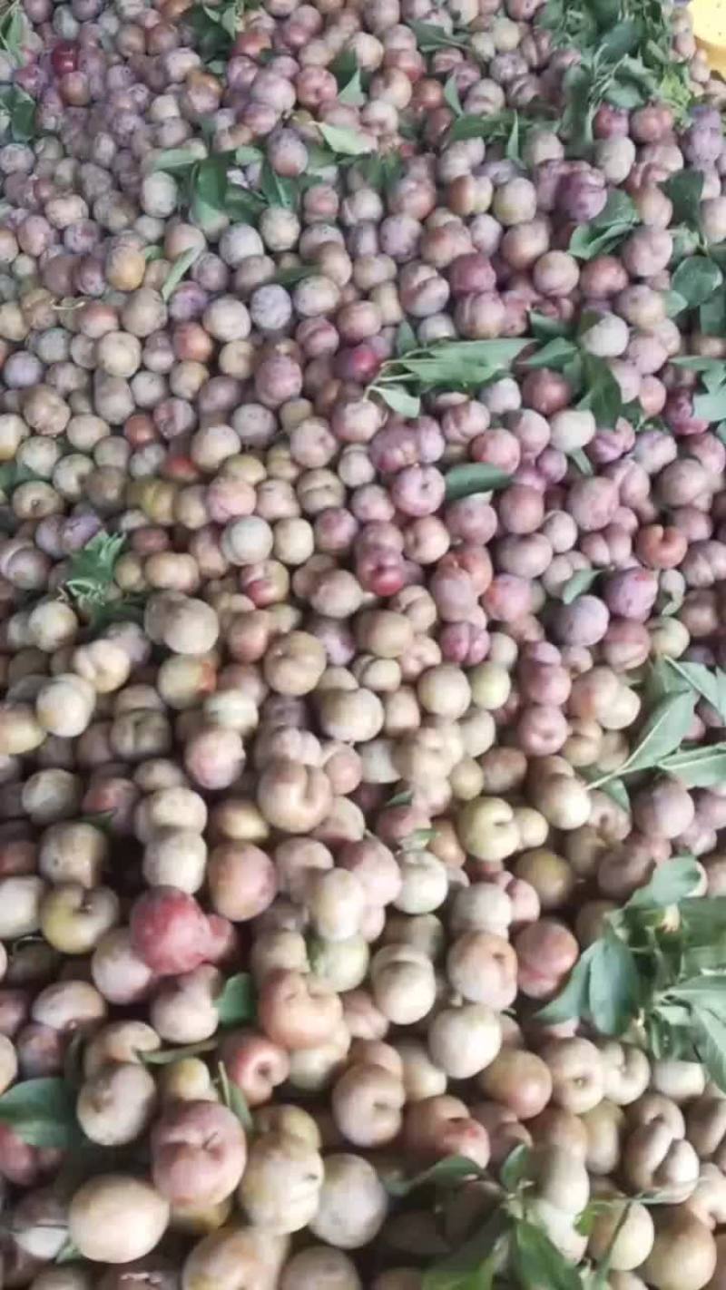 三华李（黑扶篮）