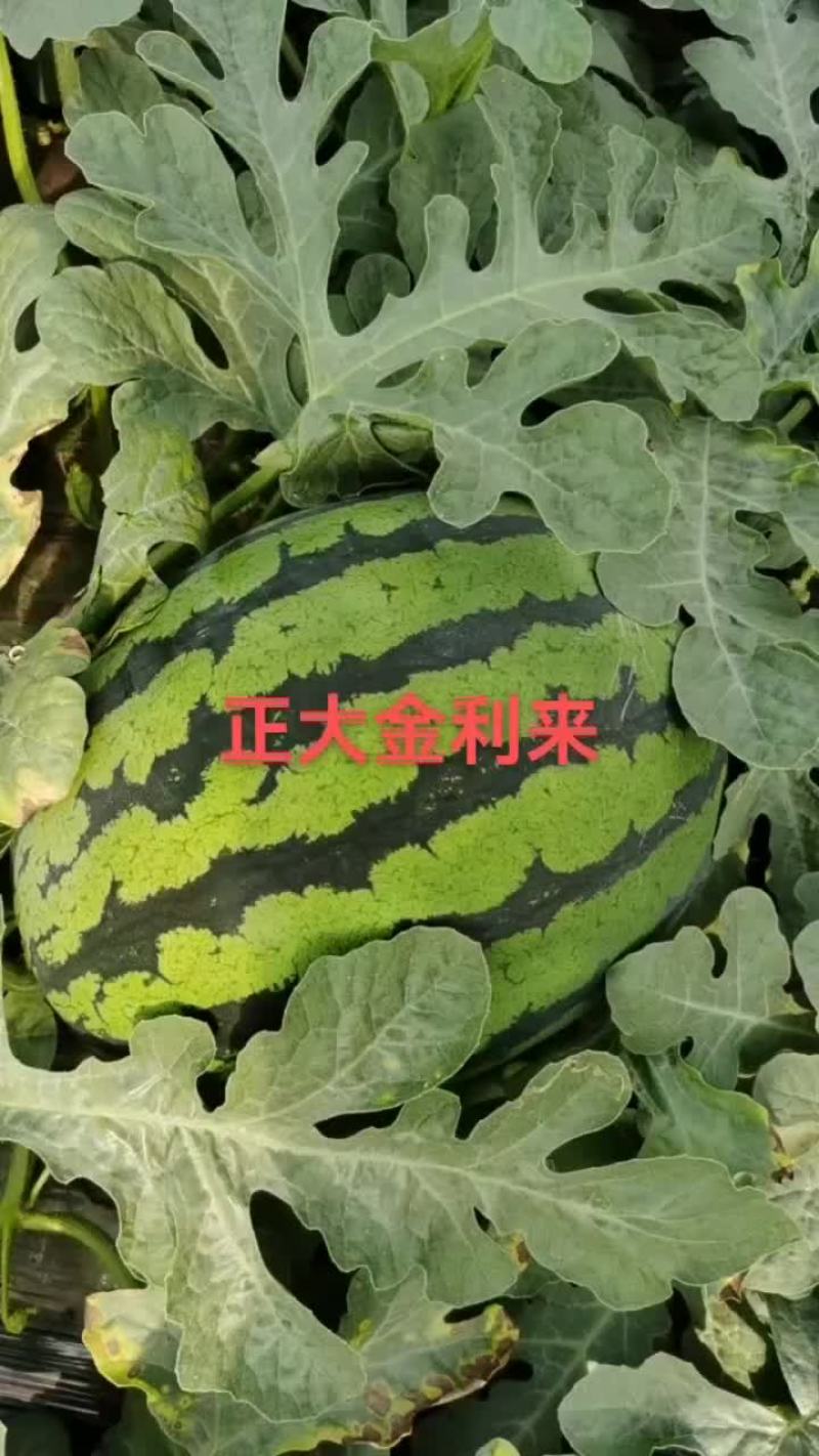 西瓜，梨，苹果
