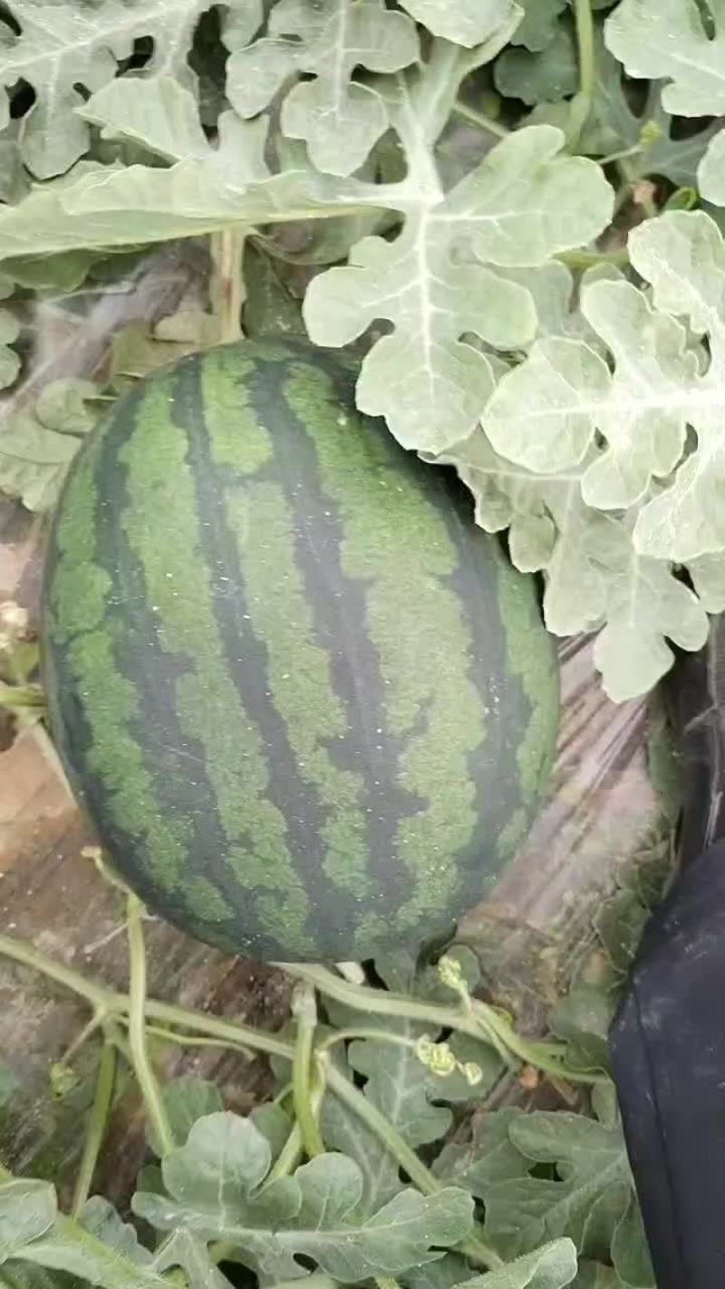 西瓜，梨，苹果