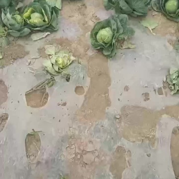 甘兰