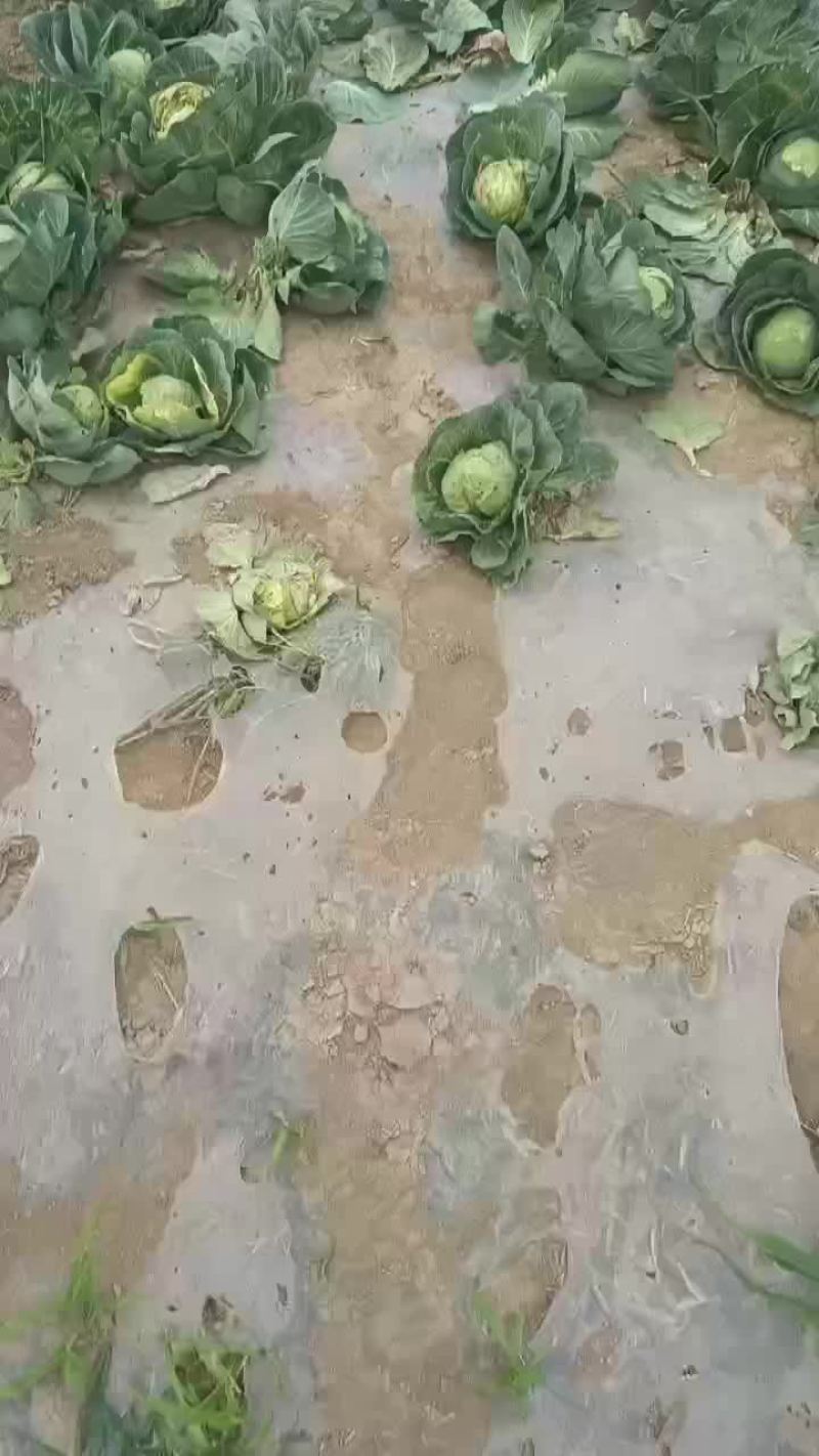 甘兰