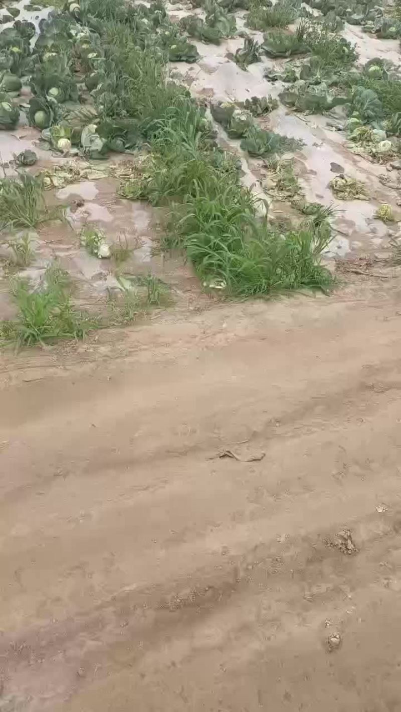 甘兰