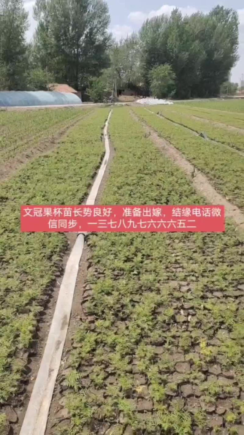 文冠果树苗，杯苗，山杏，沙棘，杨树油松