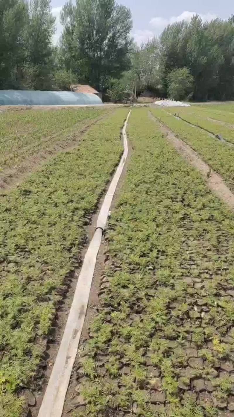 文冠果树苗，杯苗，山杏，沙棘，杨树油松