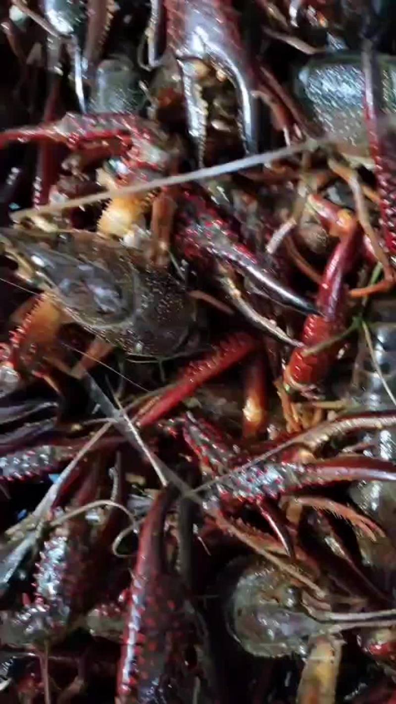 炮头