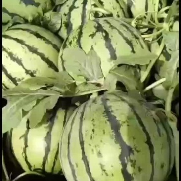 5月27号大量有货有籽美都