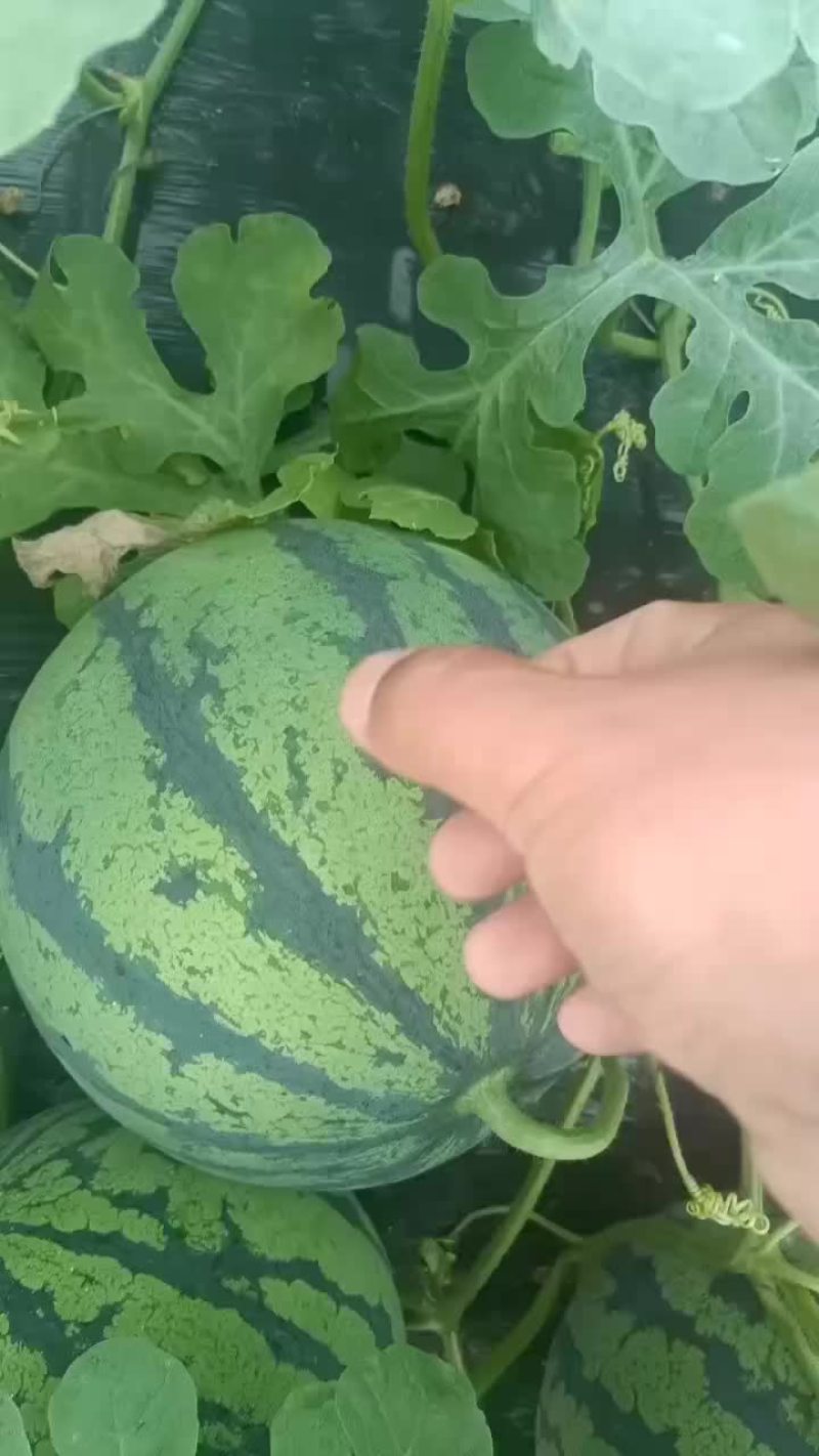 5月27号大量有货有籽美都