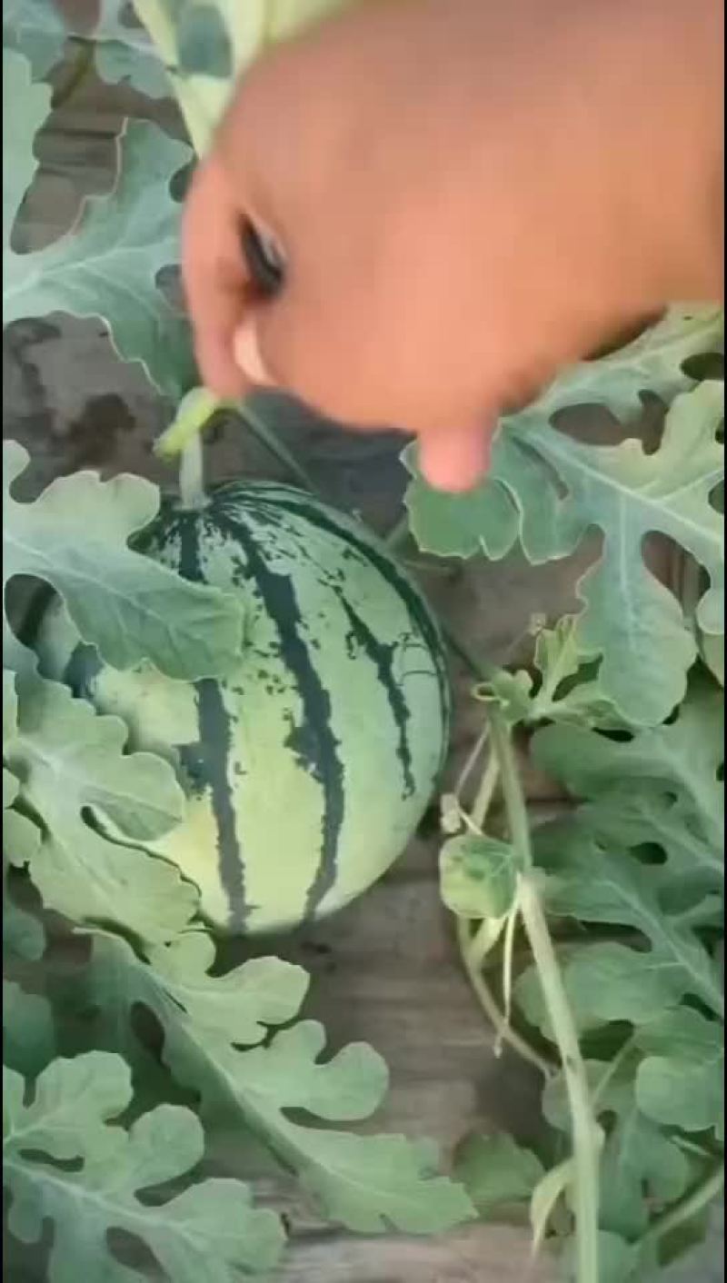 5月27号大量有货有籽美都