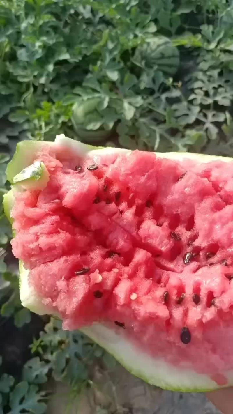 5月27号大量有货有籽美都