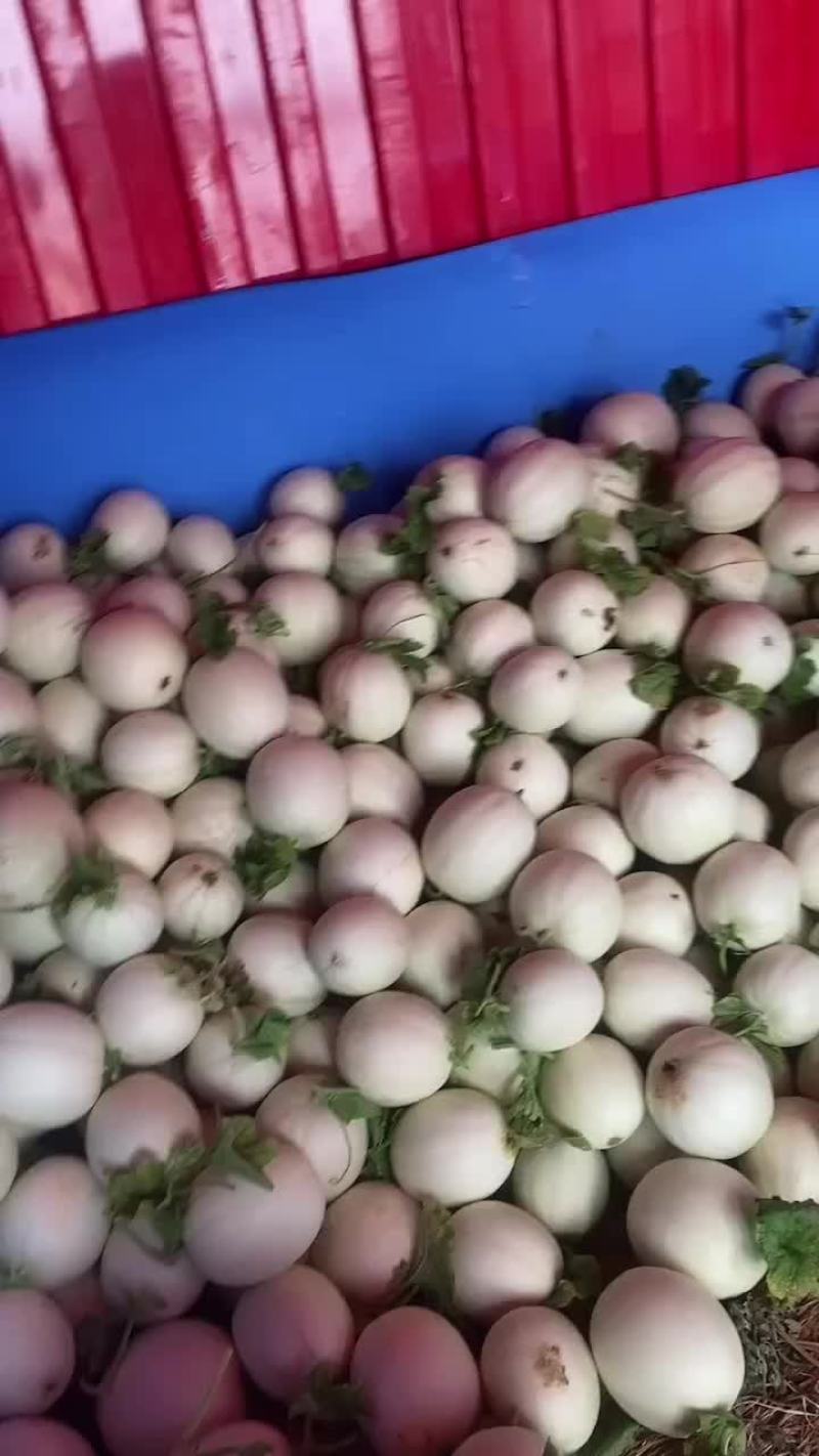 东台西瓜大量上市，品种齐全，美都，特小凤，8424，甜瓜