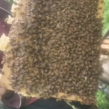 中锋55一匹标锋运费自理
