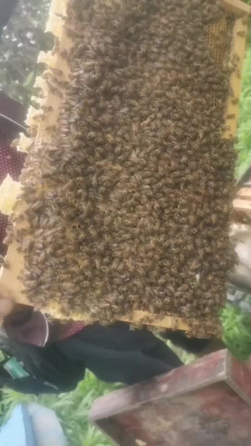 中锋55一匹标锋运费自理