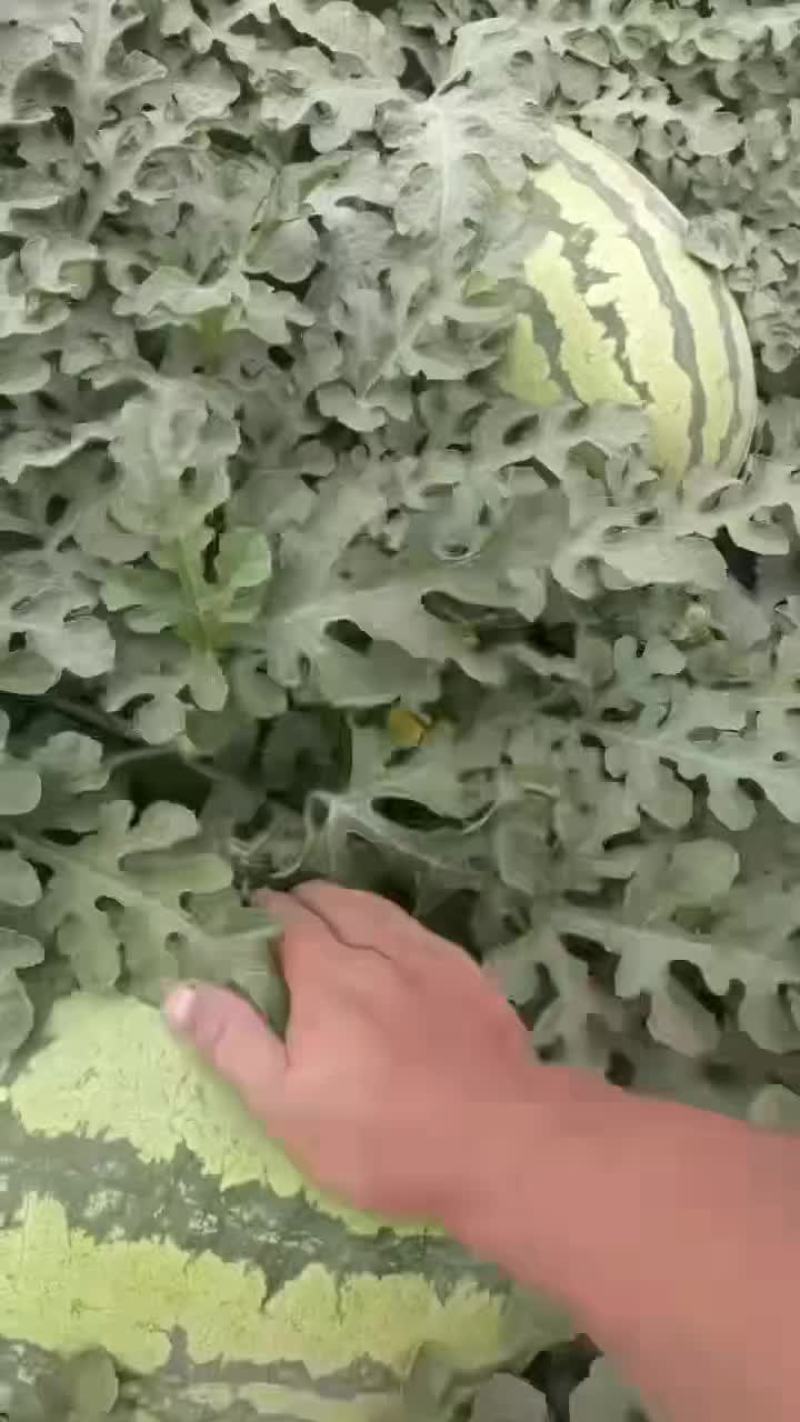 西瓜